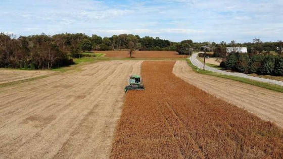 La soja marca rindes dentro de lo esperado, donde el promedio se ubica en 3.000 kgs/há — Audios — Dinámica Rural | El Espectador 810