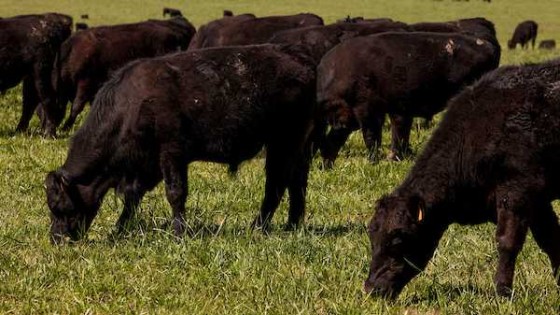 El 2019 tiene poca demanda por campos, pero se percibe un aumento en la ganadería  — Economía — Dinámica Rural | El Espectador 810