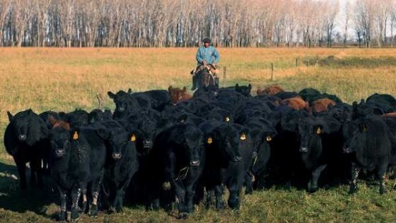 La falta de lluvias, el retiro de los equipos Kosher inciden en los precios de las haciendas  — Audios — Dinámica Rural | El Espectador 810