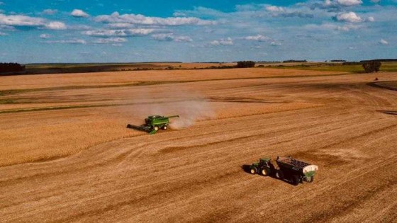 En algunas zonas la oleaginosa marca rindes de hasta 3.800 kilos por hectárea — Audios — Dinámica Rural | El Espectador 810