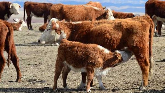 El índice de preñez es muy dispar dependiendo de la zona, ya que en algunos casos es del 60% y en otros alcanza el 94% — Audios — Dinámica Rural | El Espectador 810