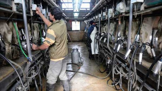 Conaprole distribuirá una prima especial entre sus productores  socios de 3 millones de dólares — Lechería — Dinámica Rural | El Espectador 810