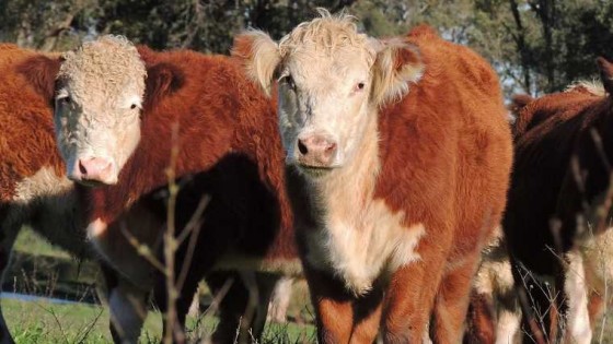 Pantalla Uruguay ofrece ganadazos en la 41a Ganadera Hereford, con una oferta de 11 mil vacunos — Audios — Dinámica Rural | El Espectador 810