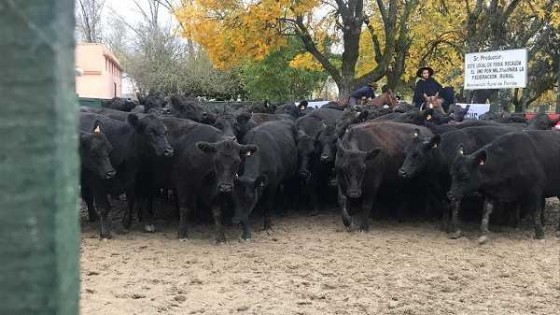 Sin subsidios, con altos costos de producción y abarcando un 84% del área productiva del país, el sector ganadero defiende la economía nacional — Audios — Dinámica Rural | El Espectador 810