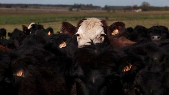 Las lluvias sostienen los precios del gordo — Audios — Dinámica Rural | El Espectador 810