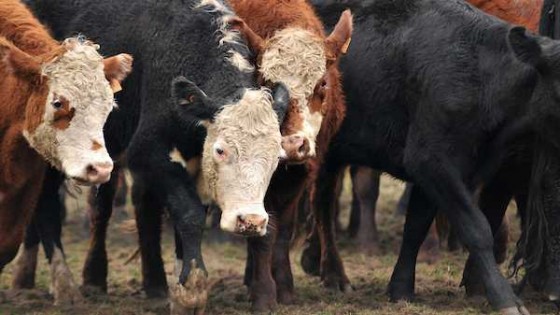 El novillo gordo uruguayo es el más cotizado del mundo — Economía — Dinámica Rural | El Espectador 810