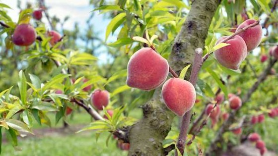 Es escasa la oferta de algunos productos — Granja — Dinámica Rural | El Espectador 810