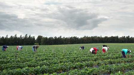 A. Gordillo: ''Uruguay no está desabastecido'' — Granja — Dinámica Rural | El Espectador 810