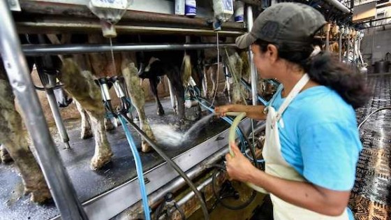 Conaprole anunció un aumento del 3% para las remisiones de octubre, que dependiendo de los niveles de grasa y proteína, se ubicaría en 11,50 pesos — Lechería — Dinámica Rural | El Espectador 810