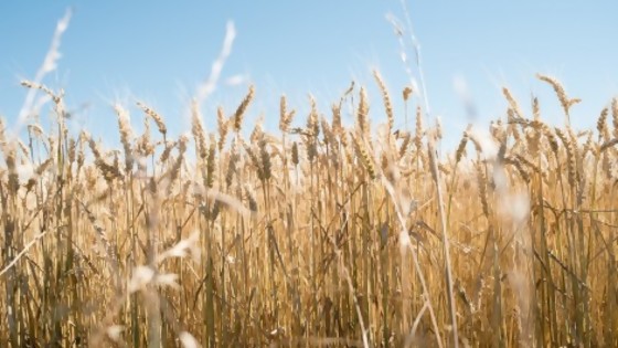 Agroecología: critican posible aprobación de trigo transgénico — Informes — No Toquen Nada | El Espectador 810