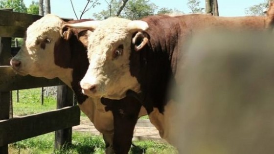 W. Ardao: ''Para nosotros cada zafra de toros es fundamental'' — gremiales — Dinámica Rural | El Espectador 810