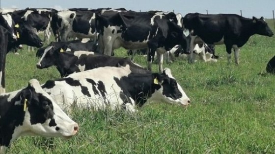 Di Santi remata 500 Holando y Jersey en Pista y Pantalla — Lechería — Dinámica Rural | El Espectador 810