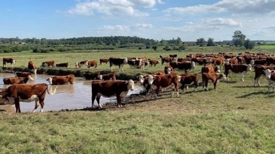 G. de Nava: Diagnóstico de preñez con MRC fue 92.8% — Extensión — Dinámica Rural | El Espectador 810