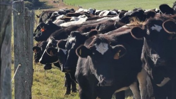 Di Santi ''inicia zafra de primavera'' en Local Cardal — Lechería — Dinámica Rural | El Espectador 810