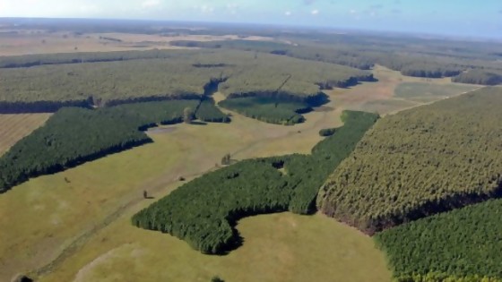 Proyecto de Ley Forestal aprobada en Diputados, ingresó a Comisión del Senado para su discusión — Qué tiene la tarde — Más Temprano Que Tarde | El Espectador 810