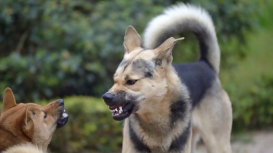 Trastornos compulsivos en las mascotas — Tu mascota te quiere decir algo — Paren Todo | El Espectador 810