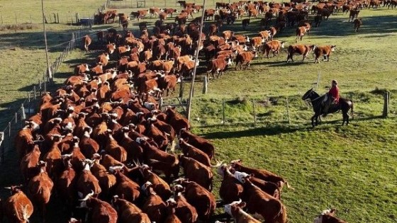 Expo Nacional: 25 cabañas, 209 ejemplares a calificar y 2.000 Hereford a venta — Exposiciones — Dinámica Rural | El Espectador 810