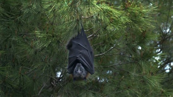 Entre animales y humanos: ¿dónde está la responsabilidad de la pandemia? — La Entrevista — Más Temprano Que Tarde | El Espectador 810