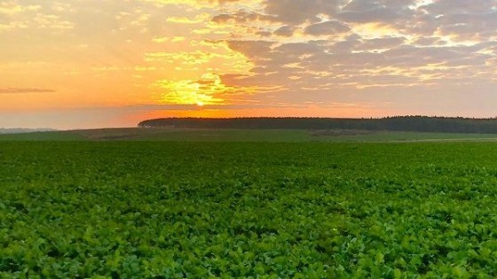 En los últimos 50 días las precipitaciones en algunas zonas fueron de cerca de 300 milímetros — Cultivos de invierno — Dinámica Rural | El Espectador 810