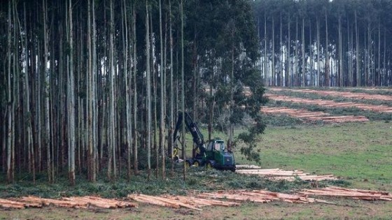 El Senado analiza la Ley 15.939, que intenta limitar el área forestal — Política — Dinámica Rural | El Espectador 810