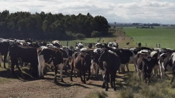 M. Santoro: ''En lechería, es clave simplificar con énfasis en el manejo y la producción'' — Lechería — Dinámica Rural | El Espectador 810