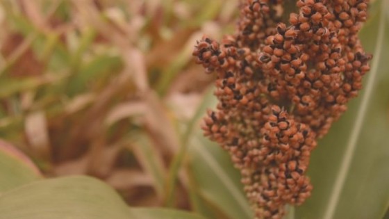 Prolesa realiza lanzamiento de zafra de sorgo y soja — Lechería — Dinámica Rural | El Espectador 810