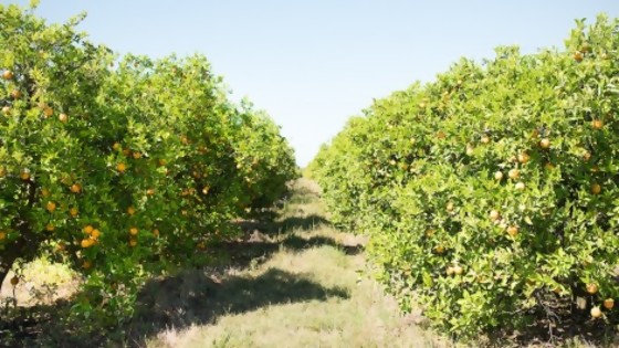 Científica uruguaya premiada por su investigación sobre producción cítrica — La Entrevista — Más Temprano Que Tarde | El Espectador 810