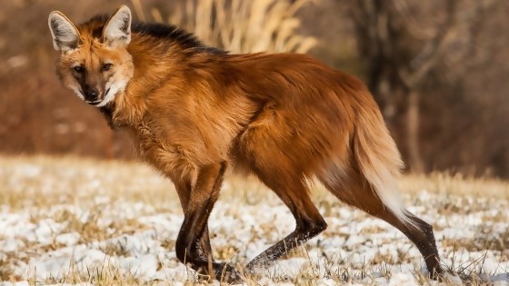 Aparición de aguará guazú revive el debate sobre protección de especies en Uruguay — La Entrevista — Más Temprano Que Tarde | El Espectador 810