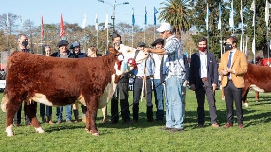 F. Baccino: ''El mejor Hereford es uruguayo'' — Exposiciones — Dinámica Rural | El Espectador 810