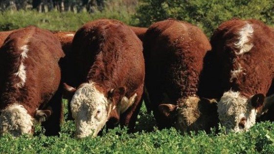 Hereford y Kiyú, ''marca registrada'' — Zafra — Dinámica Rural | El Espectador 810