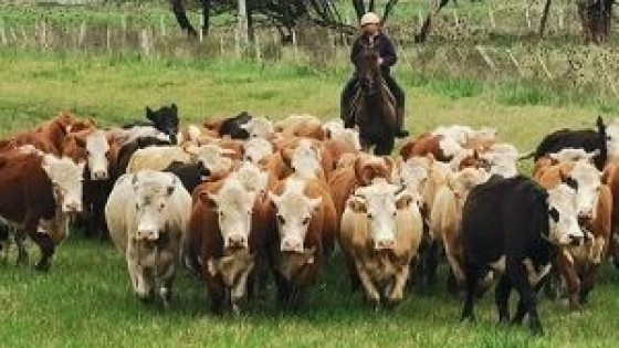 Reproducción: En este período es cuando ''nos jugamos gran parte del año'' — Extensión — Dinámica Rural | El Espectador 810