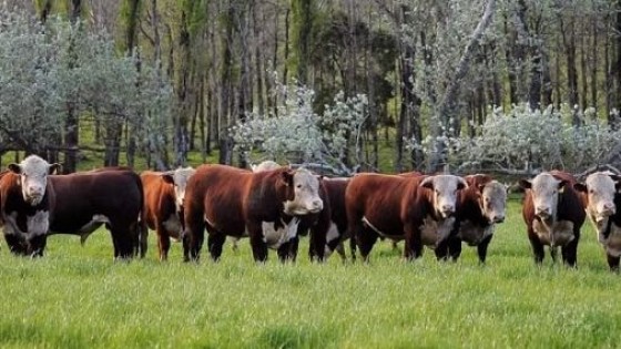 F. Rubio: ''Como siempre, ponemos lo mejor de nuestra Cabaña'' — Zafra — Dinámica Rural | El Espectador 810