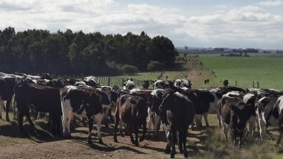 ''En el sur del país la situación es normal'' — Lechería — Dinámica Rural | El Espectador 810