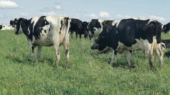 Lechería: En Chamizo, tambo abre sus porteras para mostrar cómo produce — Extensión — Dinámica Rural | El Espectador 810