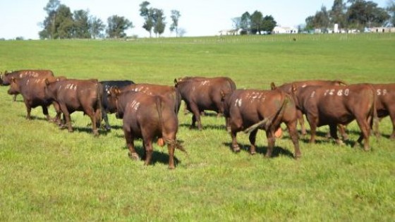 ''La Empastada'', con la 3a y última oportunidad de comprar su genética en esta zafra — Zafra — Dinámica Rural | El Espectador 810