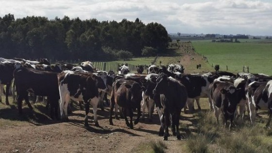  J. Zavala: ''El reclamo de los trabajadores es distorsivo y dañino para la lechería'' — Lechería — Dinámica Rural | El Espectador 810