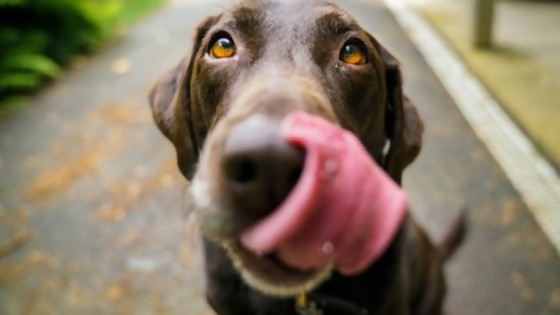 ¿Los perros lloran? — Tu mascota te quiere decir algo — Paren Todo | El Espectador 810