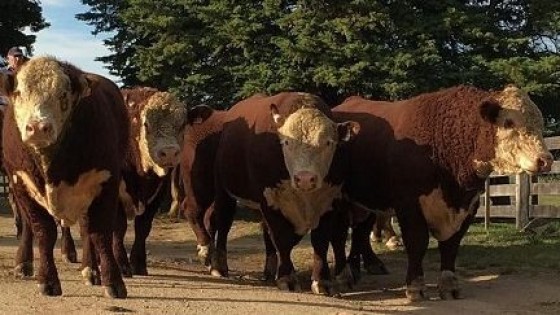 ''Doña Elisa'', más de 50 años criando Hereford — Zafra — Dinámica Rural | El Espectador 810