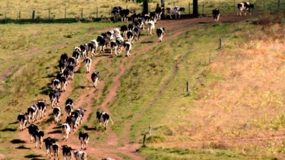 Pérez Viazzi: ''nuestro objetivo es responder la demanda de los socios'' — Lechería — Dinámica Rural | El Espectador 810