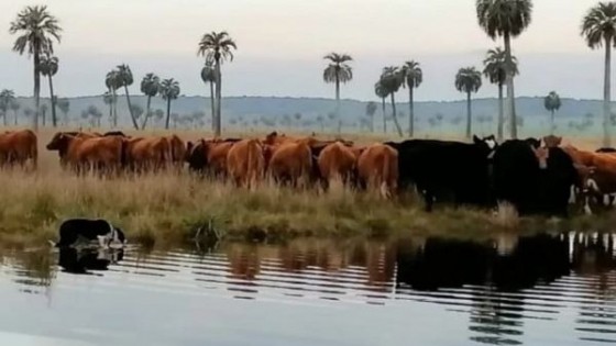 AUPP impulsa el trabajo de perros de pastoreo — Exposiciones — Dinámica Rural | El Espectador 810