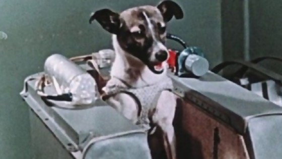 Laika: la perra que se transformó en “la primera astronauta en el espacio exterior” — ¡Qué animal! — Abran Cancha | El Espectador 810