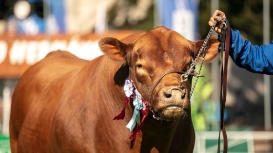 En Angus, el mejor del mundo es uruguayo y de Sociedad Ganadera San Salvador — Exposiciones — Dinámica Rural | El Espectador 810