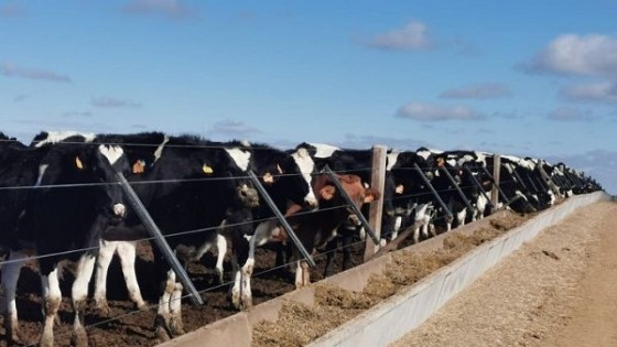 Quinta baja consecutiva preocupa al sector lechero — Lechería — Dinámica Rural | El Espectador 810