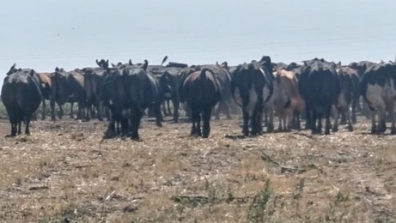 El déficit hídrico impacta en la producción del sur del país — Lechería — Dinámica Rural | El Espectador 810