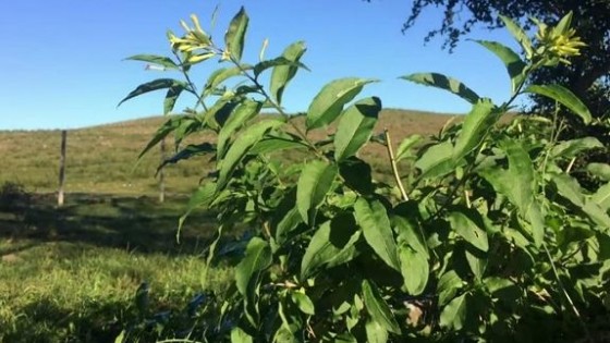 La ingesta de plantas tóxicas puede generar la muerte repentina del ganado — Extensión — Dinámica Rural | El Espectador 810