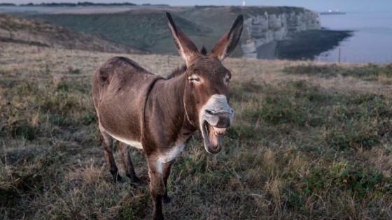 El burro, los yuyos y algo más — De qué te reís: Diego Bello — Más Temprano Que Tarde | El Espectador 810