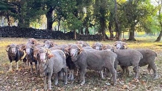 G. Pérez: ''Para nuestros campos de basalto, el Merino Australiano es la mejor opción'' — Zafra — Dinámica Rural | El Espectador 810