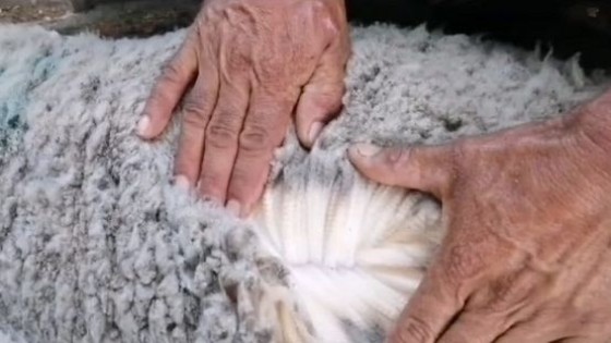 ''Santa Inés'' con datos de  EPD como sello de los Merino Dohne — Zafra — Dinámica Rural | El Espectador 810