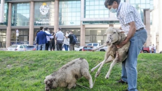 La guerra de sensibilidad animal: Colectivo Ovejas Muertas vs Veterinarios de Animales Chiquitos y Lindos/ Subió el combustible, no culpen al PPI (Precio Políticamente Inviable) — Columna de Darwin — No Toquen Nada | El Espectador 810