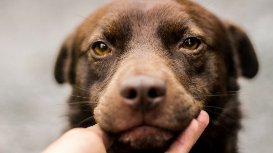 ¿Por qué los domesticamos? — Tu mascota te quiere decir algo — Paren Todo | El Espectador 810